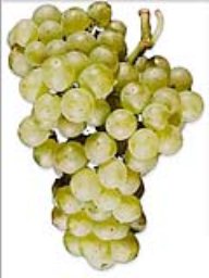 Chardonnay (Lanza Vineyards) (36lb)
