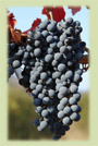 M&M 2008 Grape Product Offerings