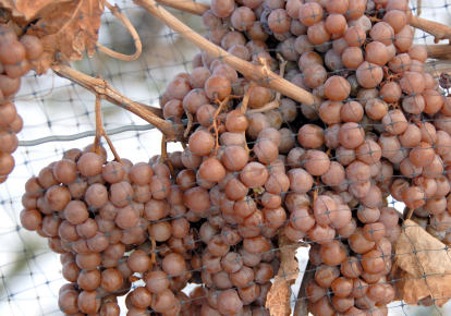 Ice wine Grapes on the vine