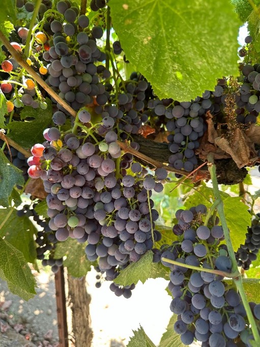 Californian wine grape hot sale