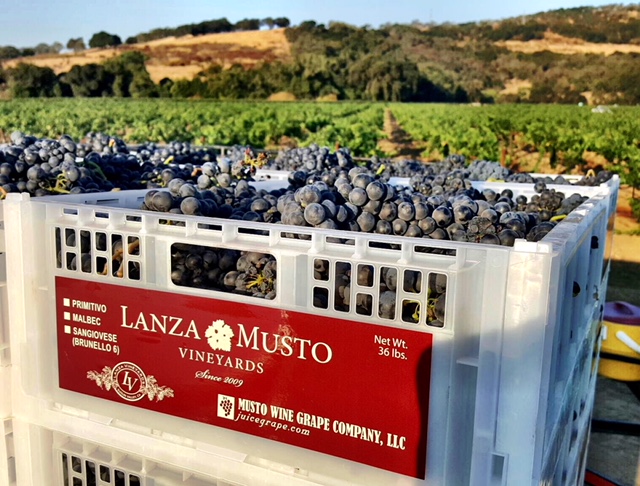 Lanza Musto Vineyard grape crates ready for harvest