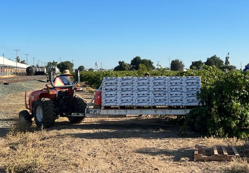 California vineyard harvest with Musto grape boxes