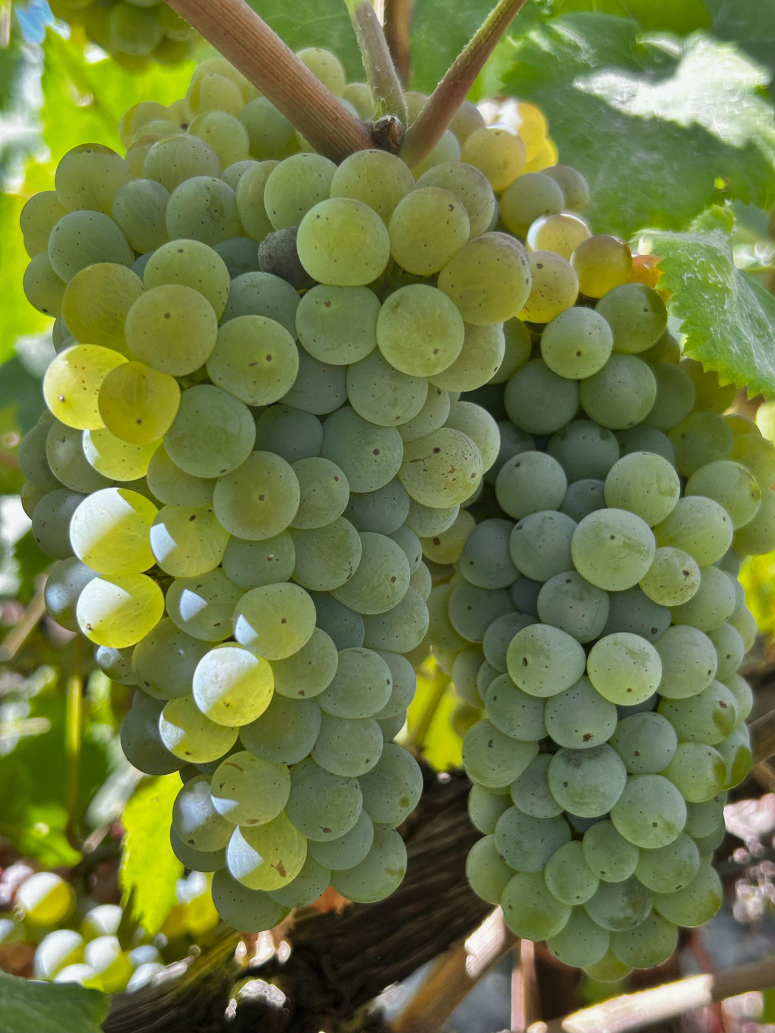 White wine grapes ripening in a California vineyard
