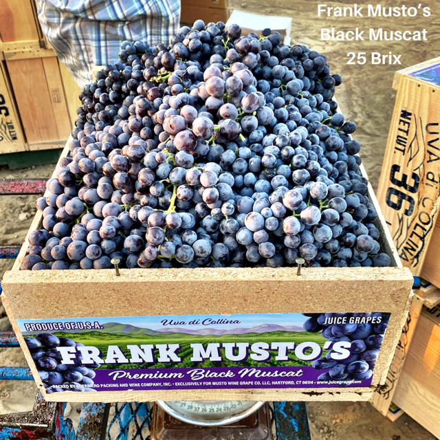 grape ブラック　M GRAPE Welchs Grape Juice 64 Oz - GJ Curbside