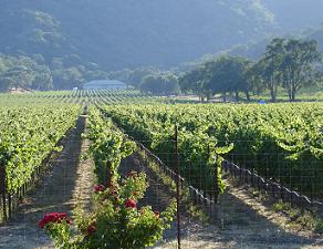 Mendocino Vineyard