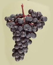 Alicante Bouschet