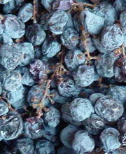 Amarone