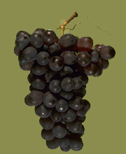 Barbera