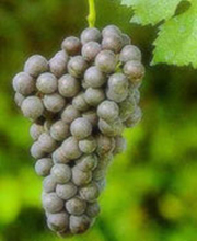 Barolo