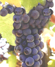 Black Muscat