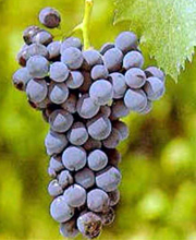 Brunello
