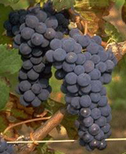 Cabernet Franc