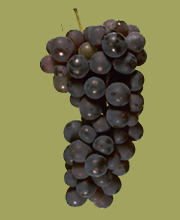 Carignane