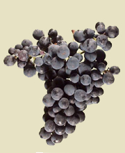 Carmenere