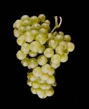 Chablis