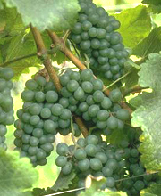 Chenin Blanc