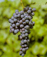 Dolcetto