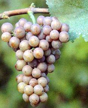 Gewurztraminer