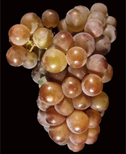 Grenache