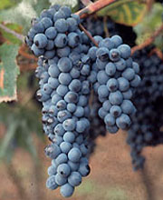 Lambrusco