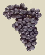 Malbec