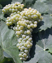 Malvasia Bianca