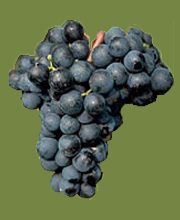 Malvasia Black