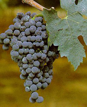 Montepulciano