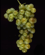 Muscat Cannelli