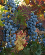 Napa Gamay