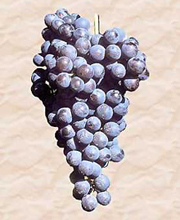 Nebbiolo