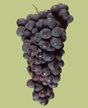Petite Syrah