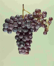Petit Verdot