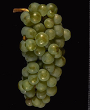 Pinot Blanc