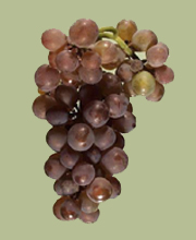 Pinot Gris