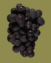Pinot Noir