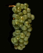 Pinot Blanc