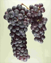 Primitivo