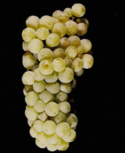 White Riesling