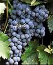 Ruby Cabernet