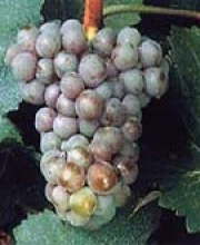 Sauvignon Gris