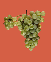 Sauvignon Blanc