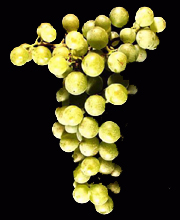 Semillon