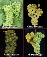 Soave