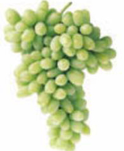 Thompson Seedless