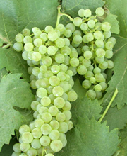 Trebbiano