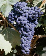 Valdepenas