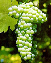 Verdicchio