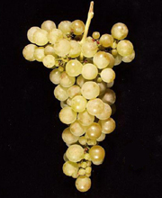 Viognier