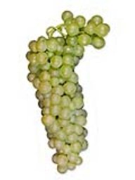 Viognier, Chile, (18lb)